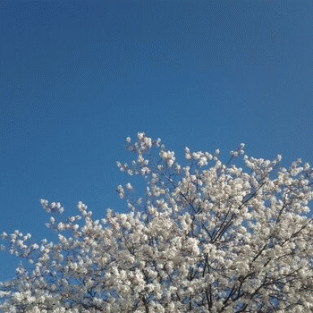 Sloth (USA-2) : Fluffy Cottonball Slumber Party Tree